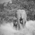 Elephants - Damaraland, Namibia